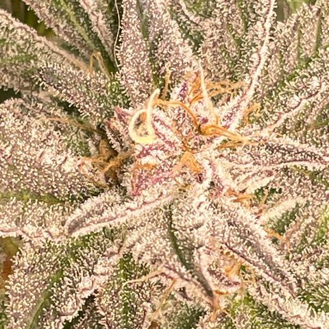 Anne - Blue gelato #41 growlog timeline photo