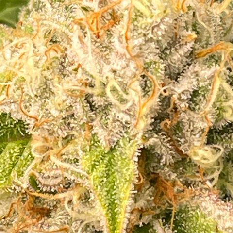 Amelia - Blue gelato #41 growlog timeline photo