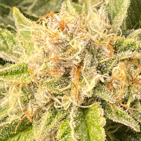 Amelia - Blue gelato #41 growlog timeline photo