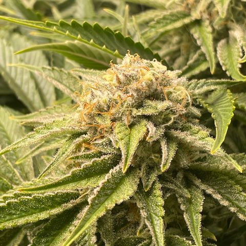 Amelia - Blue gelato #41 growlog timeline photo