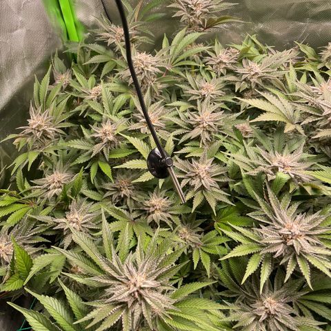 Anne - Blue gelato #41 growlog timeline photo