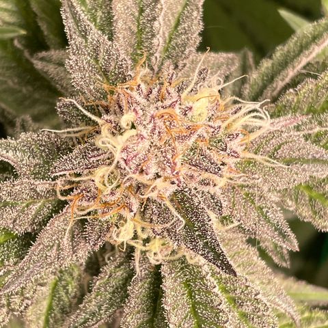 Anne - Blue gelato #41 growlog timeline photo