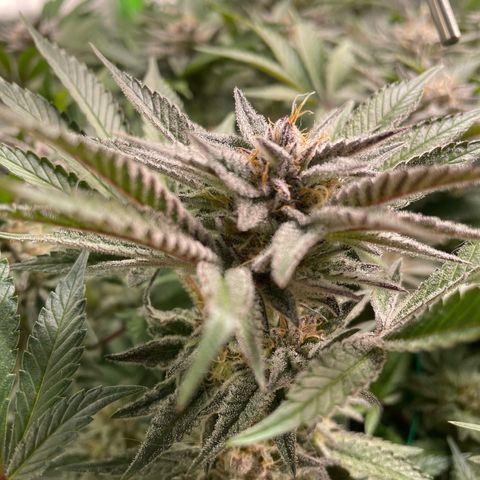 Anne - Blue gelato #41 growlog timeline photo
