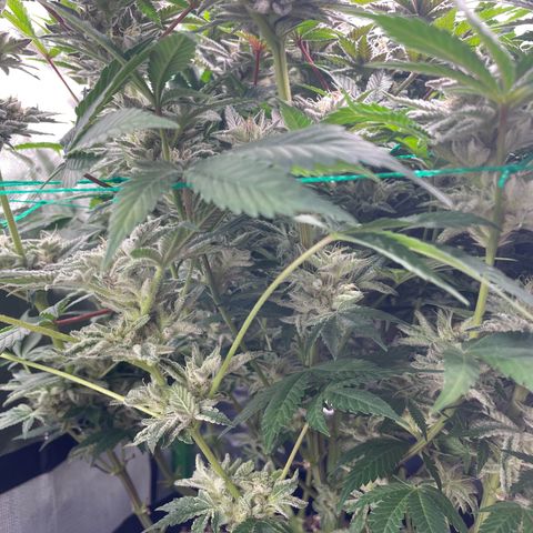 Anne - Blue gelato #41 growlog timeline photo