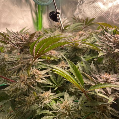 Anne - Blue gelato #41 growlog timeline photo