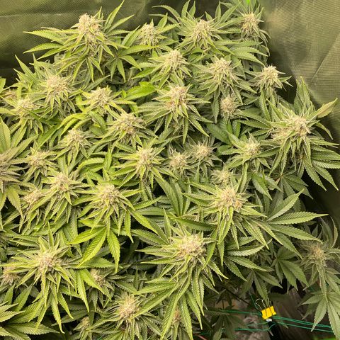 Amelia - Blue gelato #41 growlog timeline photo
