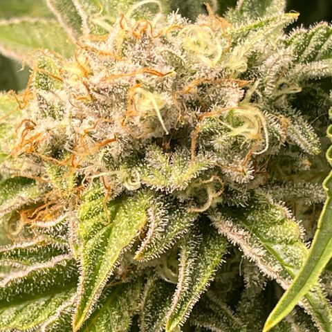 Amelia - Blue gelato #41 growlog timeline photo