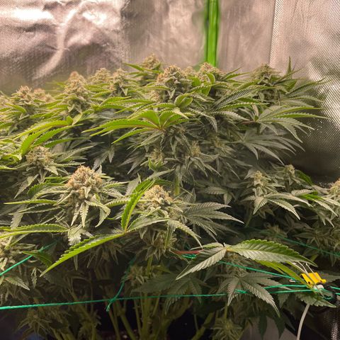 Amelia - Blue gelato #41 growlog timeline photo