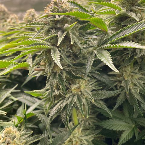 Amelia - Blue gelato #41 growlog timeline photo