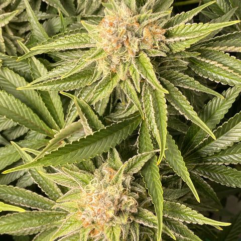 Amelia - Blue gelato #41 growlog timeline photo