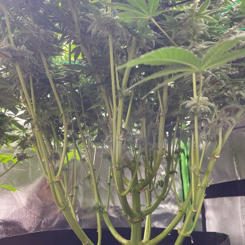 Amelia - Blue gelato #41 growlog timeline photo