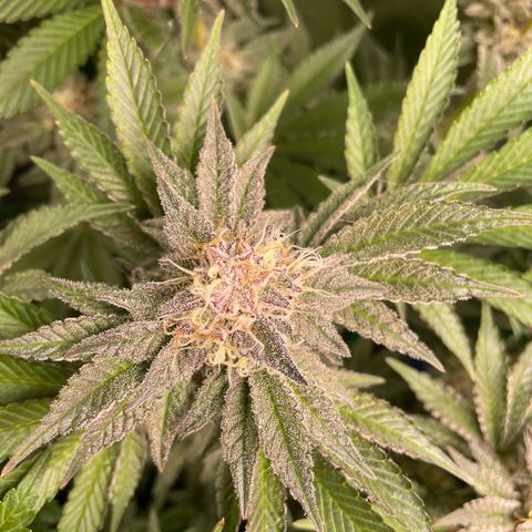 Anne - Blue gelato #41 growlog timeline photo