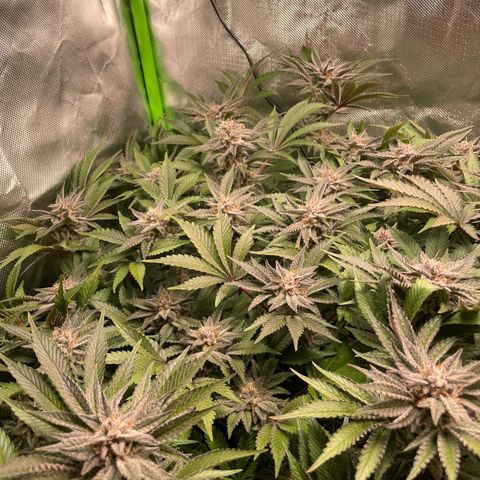 Anne - Blue gelato #41 growlog timeline photo
