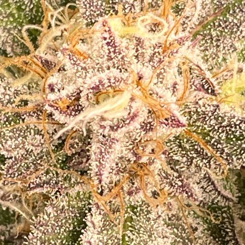 Anne - Blue gelato #41 growlog timeline photo
