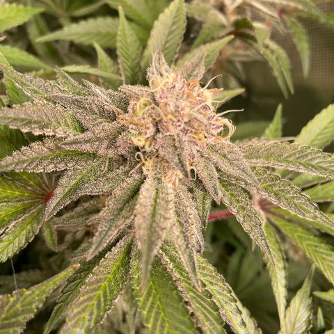 Anne - Blue gelato #41 growlog timeline photo