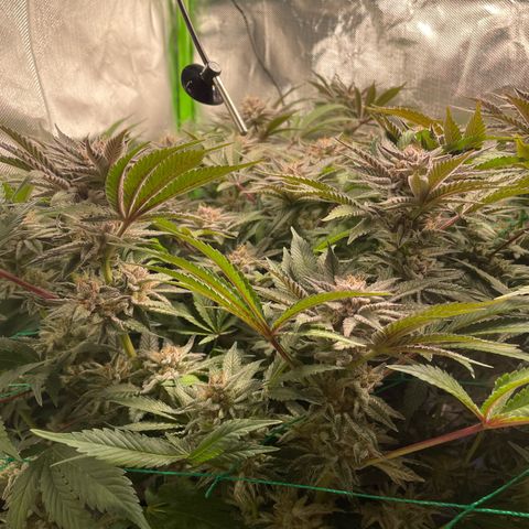 Anne - Blue gelato #41 growlog timeline photo