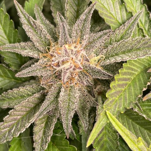 Anne - Blue gelato #41 growlog timeline photo