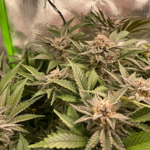 Anne - Blue gelato #41 growlog timeline photo