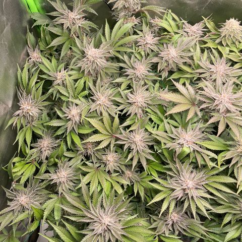 Anne - Blue gelato #41 growlog timeline photo