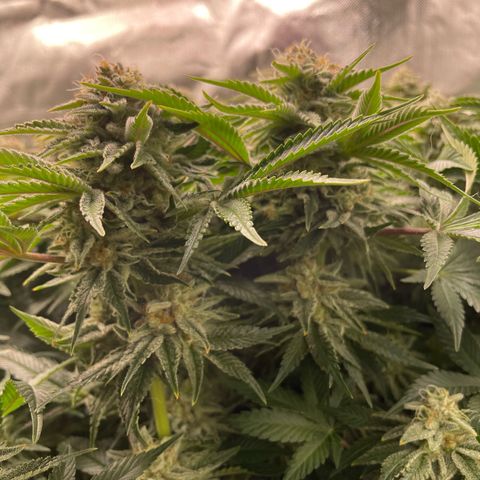 Amelia - Blue gelato #41 growlog timeline photo