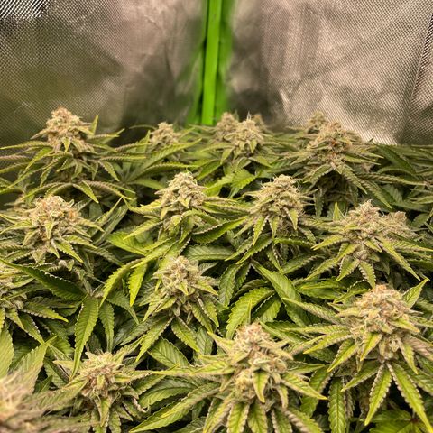 Amelia - Blue gelato #41 growlog timeline photo