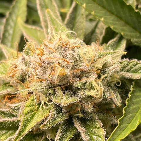 Amelia - Blue gelato #41 growlog timeline photo