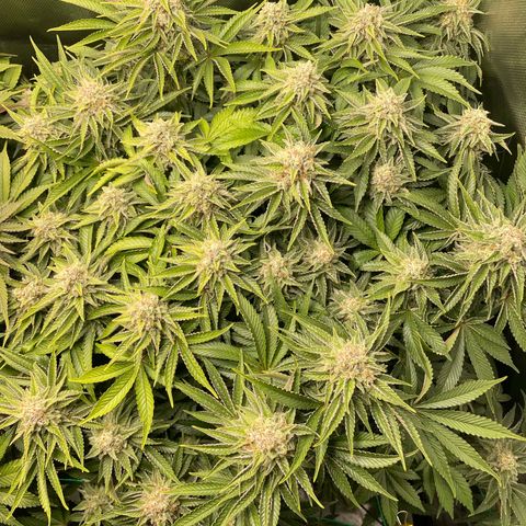 Amelia - Blue gelato #41 growlog timeline photo
