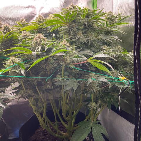 Amelia - Blue gelato #41 growlog timeline photo