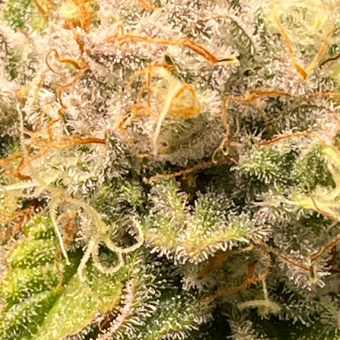 Amelia - Blue gelato #41 growlog timeline photo
