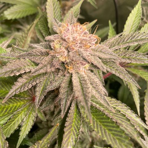 Anne - Blue gelato #41 growlog timeline photo