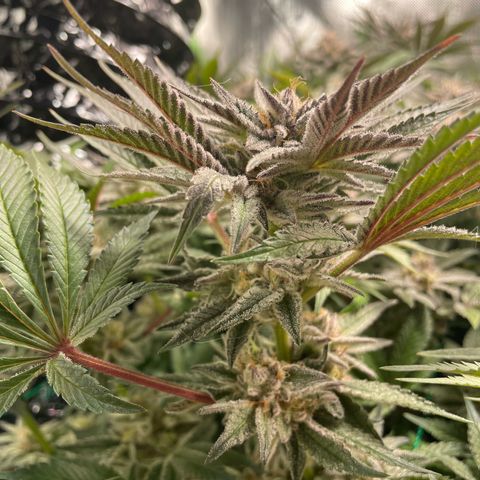 Anne - Blue gelato #41 growlog timeline photo