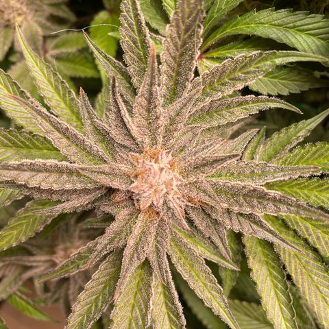 Anne - Blue gelato #41 growlog timeline photo