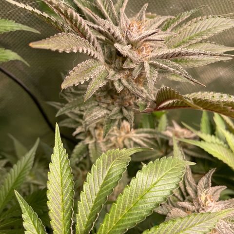 Anne - Blue gelato #41 growlog timeline photo