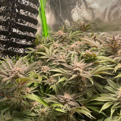 Anne - Blue gelato #41 growlog timeline photo