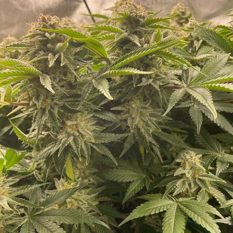 Amelia - Blue gelato #41 growlog timeline photo