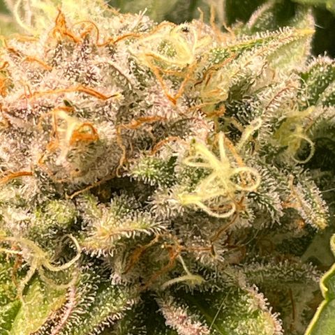 Amelia - Blue gelato #41 growlog timeline photo