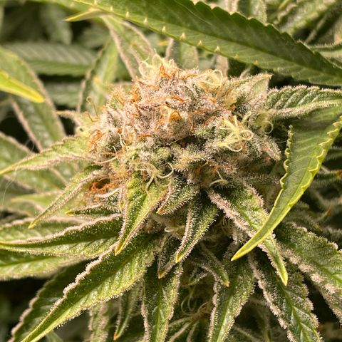 Amelia - Blue gelato #41 growlog timeline photo