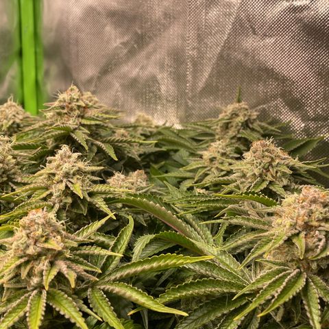Amelia - Blue gelato #41 growlog timeline photo