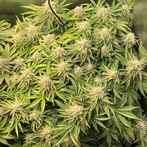 Amelia - Blue gelato #41 growlog timeline photo