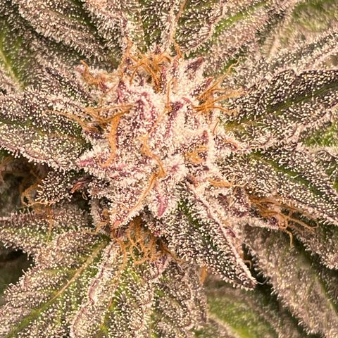 Anne - Blue gelato #41 growlog timeline photo
