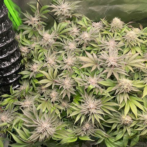 Anne - Blue gelato #41 growlog timeline photo