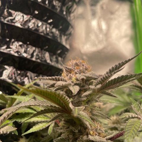 Anne - Blue gelato #41 growlog timeline photo