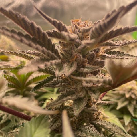 Anne - Blue gelato #41 growlog timeline photo