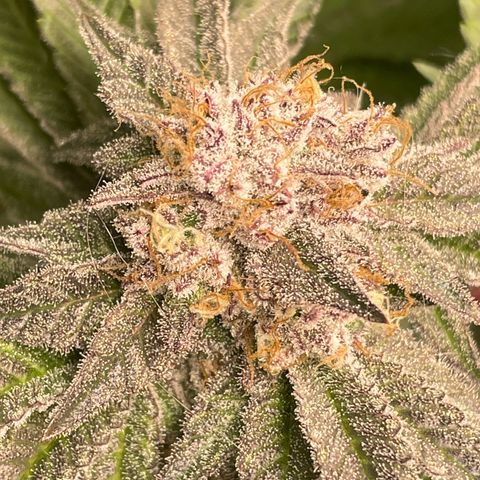 Anne - Blue gelato #41 growlog timeline photo