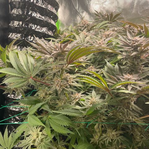 Anne - Blue gelato #41 growlog timeline photo