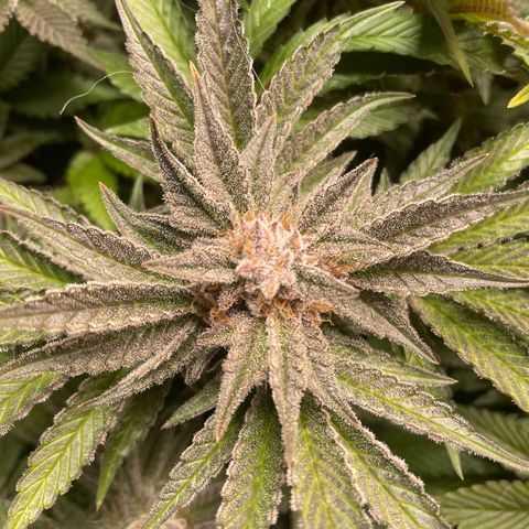 Anne - Blue gelato #41 growlog timeline photo