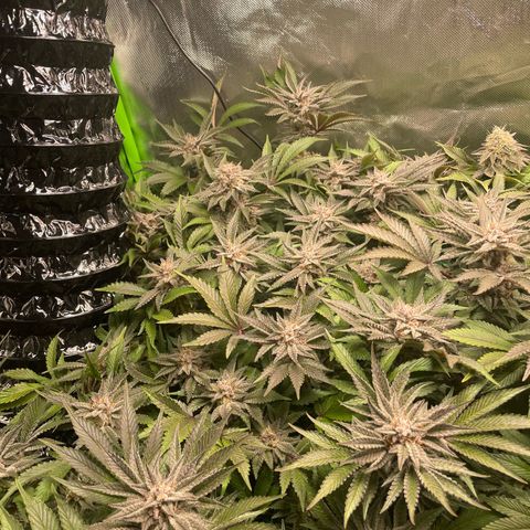 Anne - Blue gelato #41 growlog timeline photo
