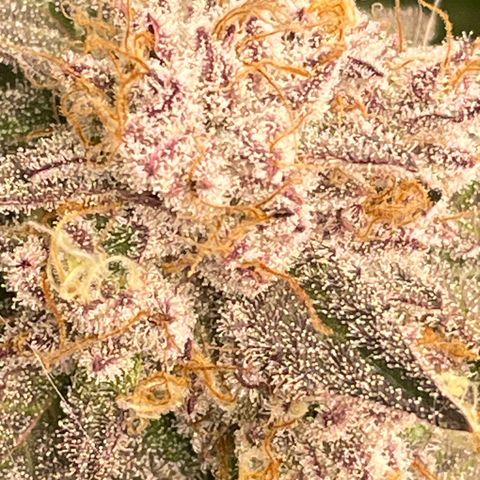 Anne - Blue gelato #41 growlog timeline photo