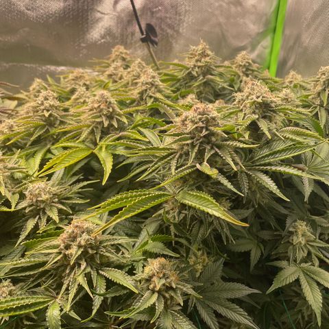 Amelia - Blue gelato #41 growlog timeline photo