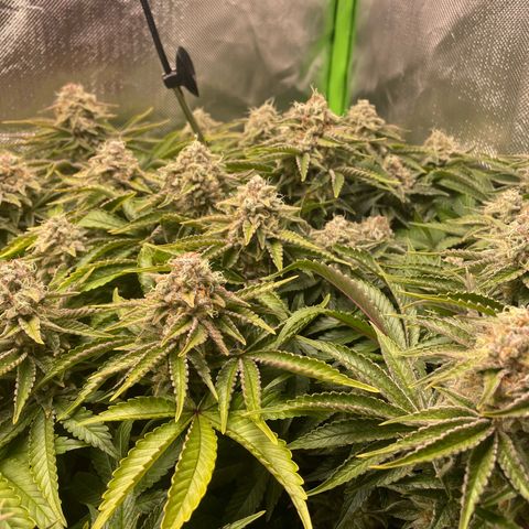 Amelia - Blue gelato #41 growlog timeline photo